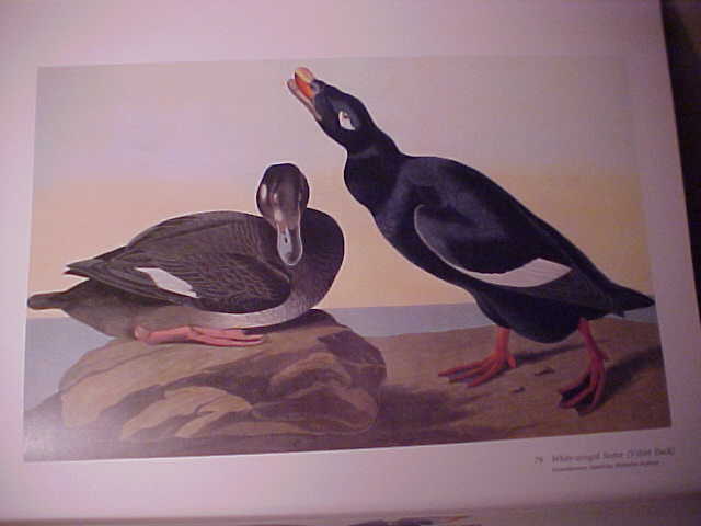 Audubon's Birds Of America (The Audubon Society Baby Elephant Folio) Image for Audubon's Birds Of America (The Audubon Society Baby Elephant Folio)